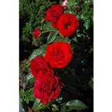 Ruusu Europeana, astiakoko 3,5 L