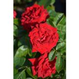 Ruusu Ingrid Bergman 3 kpl/pkt