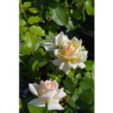 Ruusu Morten Korch, astiakoko 3,5L