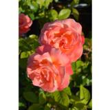 Ruusu Troika, astiakoko 3,5L