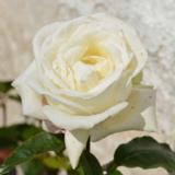 Ruusu Karen Blixen, astiakoko 3,5L