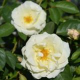 Ruusu Macy's Pride, astiakoko 3L