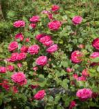 Ruusu My Girl, astiakoko 3L