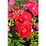 Ruusu Paint the Town, astiakoko 3L