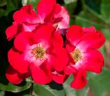 Ruusu Screaming Neon Red, astiakoko 3L