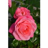Easy Elegans® -ruusujen taimet | Ruusut 