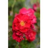 Köynnösruusu Henry Kelsey, astiakoko 3L