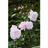 Köynnösruusu New Dawn, astiakoko 3L