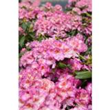 Alppiruusu Royal Violet