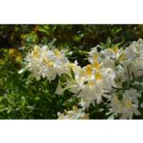 Puistoatsalea Illusia FinE, astiakoko 3L