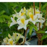 Puistoatsalea Illusia FinE, astiakoko 3L