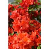 Puistoatsalea Nabucco