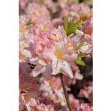 Puistoatsalea Satomi