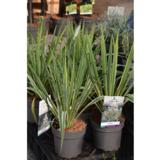 Hapsijukka Bright Edge, astiakoko 2L