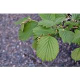 Pähkinäpensas Nottingham Frühe, myyntikorkeus 60-80 cm