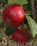 Omenapuu Talvikaneli hillittykasvuinen