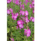 Tarhajalomalva Rosea