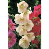 Tarhasalkoruusu Simplex