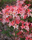 Puistoatsalea Tarleena FinE, astiakoko 3L