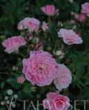 Ruusu The Fairy 3 kpl/pkt