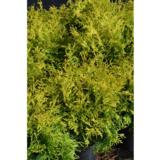 Pallotuija Golden Globe, myyntileveys 30-40 cm