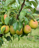 Päärynäpuu Tsizovskaja