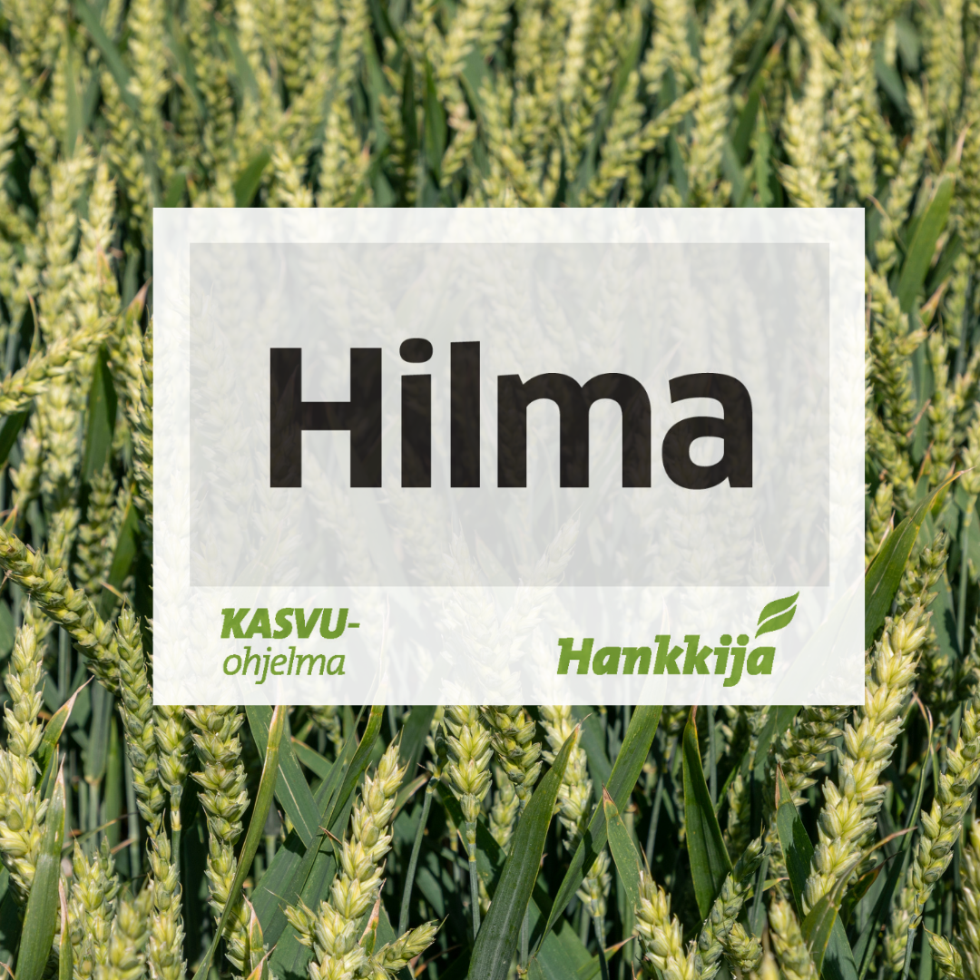 Hilma syysvehnä