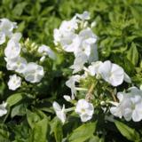 Syysleimu Younique® White