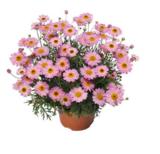 Marketta vaaleanpunainen 11 cm ruukussa