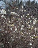 Valkolumimarja, astiakoko 3L