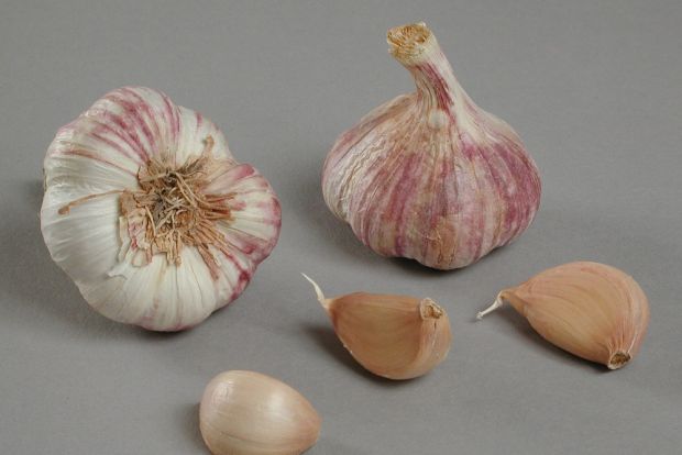 Valkosipuli Germidour