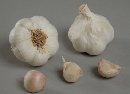 Valkosipuli Messidrome 50/60