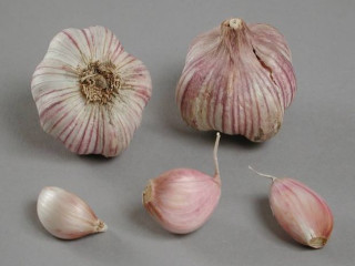 Valkosipuli Primor ammattipuutarha