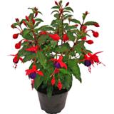 Verenpisara-amppeli 25 cm