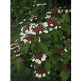 Rusoheisi Onondaga, astiataimi 3L