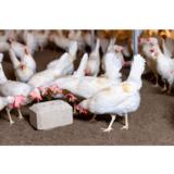 Nokkimiskivi Pickblock 5 kg