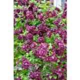 Tarhaviinikärhö Purpurea Plena Elegans, astiakoko 1L