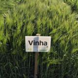 Vinha Siemenohra kemiallisesti peitattu 800 kg