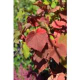 Amurinviini, astiakoko 2L