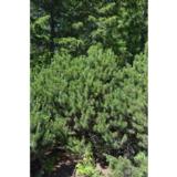 Vuorimänty, myyntileveys 25-30 cm, astiakoko 3L