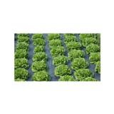 Bioska-biokalvo, 1-vuotinen, 1mx2000mx0,015mm